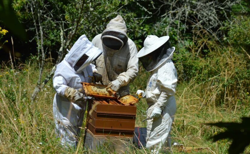 4e et dernière séance d’initiation à l’apiculture avec Grigori Charron