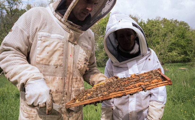 RAPPEL : initiation à l’apiculture à la Roche samedi 13 juillet !